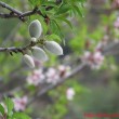 Fruti bajames