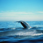 Balena e kalter