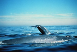 Balena e kalter