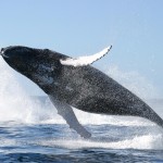 Balena e kalter pamje 1