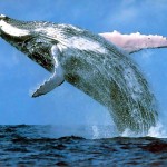 Balena e kalter pamje 2