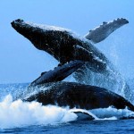 Balena e kalter pamje 3