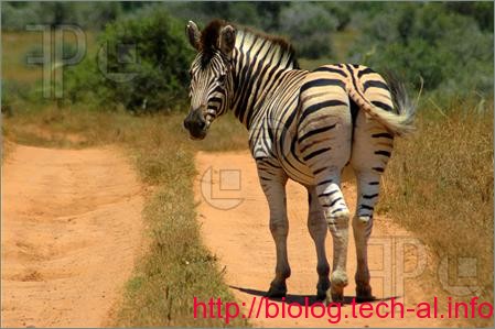 Migrimi zebrave