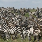 migrimi zebrave 2